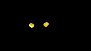 black-cat-2154604__340